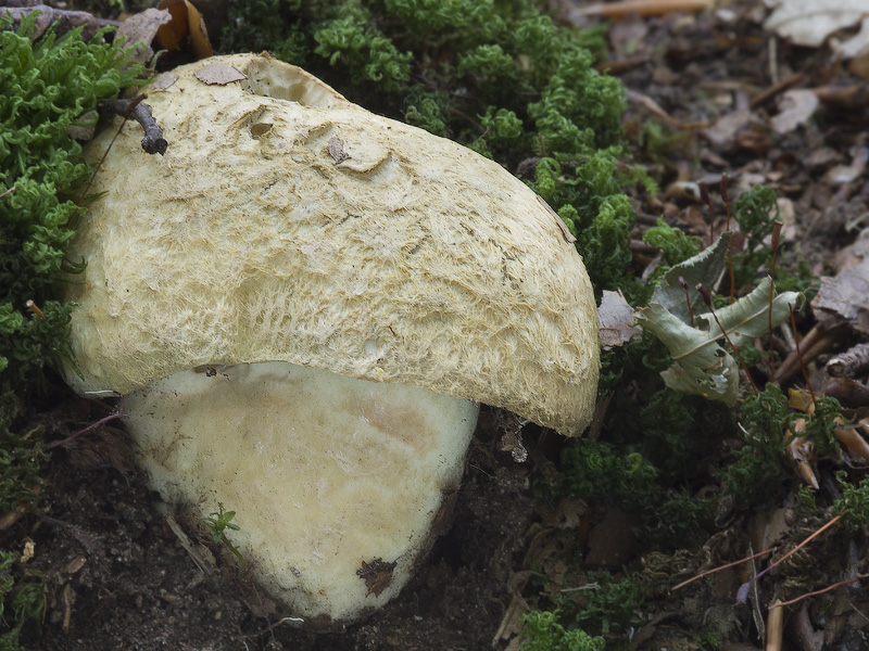 Gyroporus cyanescens